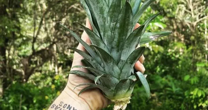 Pineapple 1