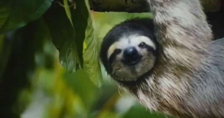 destino Pacífico Sur Costa Rica sSouth Pacific destination