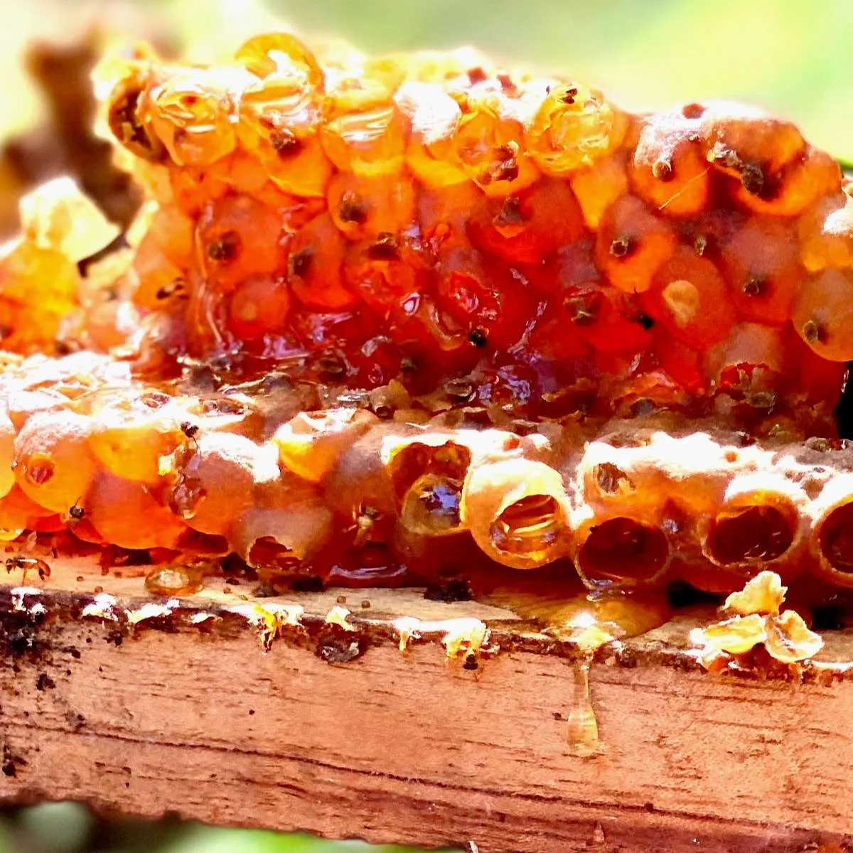 Bees