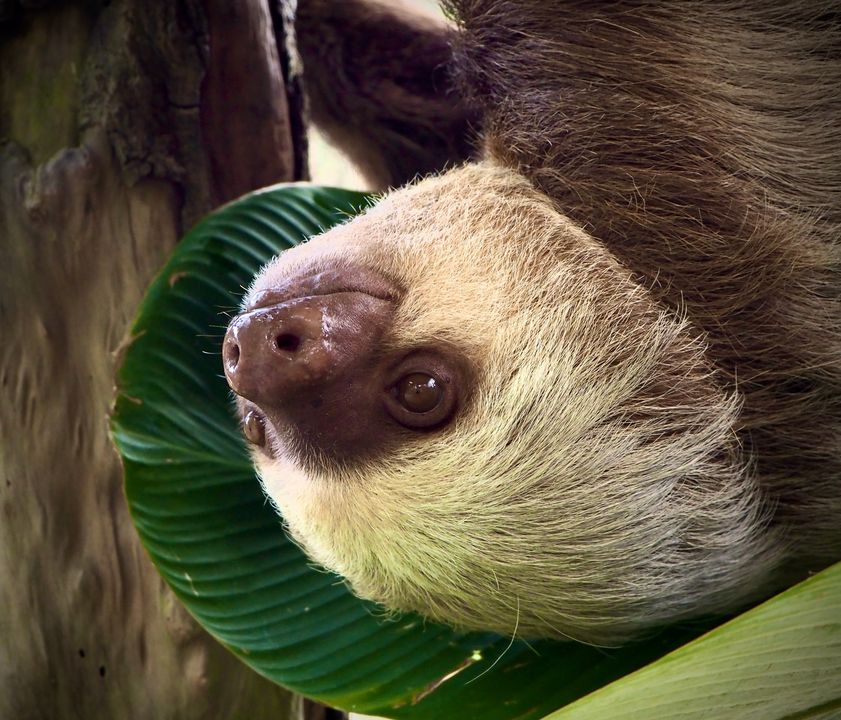 Sloth, Alturas Wildlife Sanctuary Costa Rica