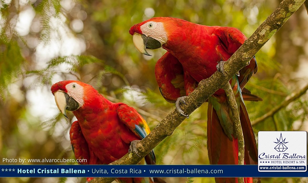 Costa Rica free Dicital magazine 96, Costa Ballena birdwatching