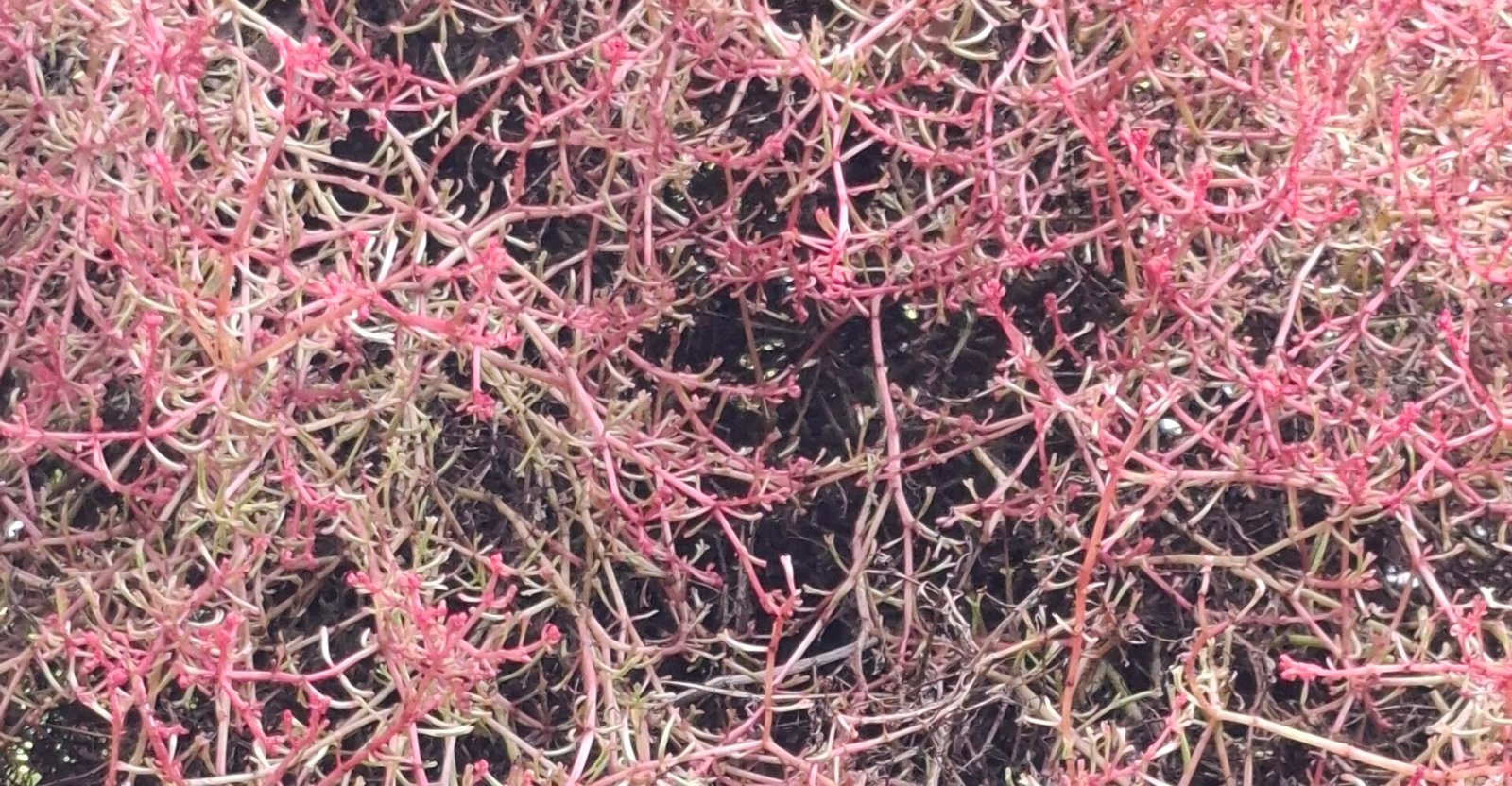 LOVE VINE” OR “WITCHES’ SHOELACES (3) LOVE VINE” OR “WITCHES’ SHOELACES