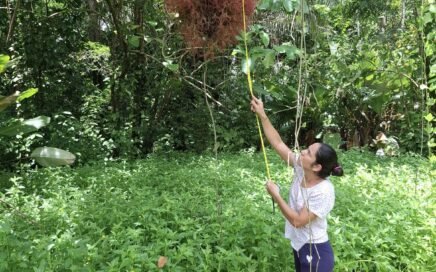 Increasing Biodiversity in the Path of the Tapir Biological Corridor