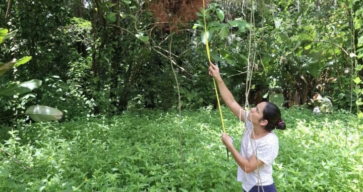 Aumento de la biodiversidad en el Corredor Biológico del Sendero del Tapir