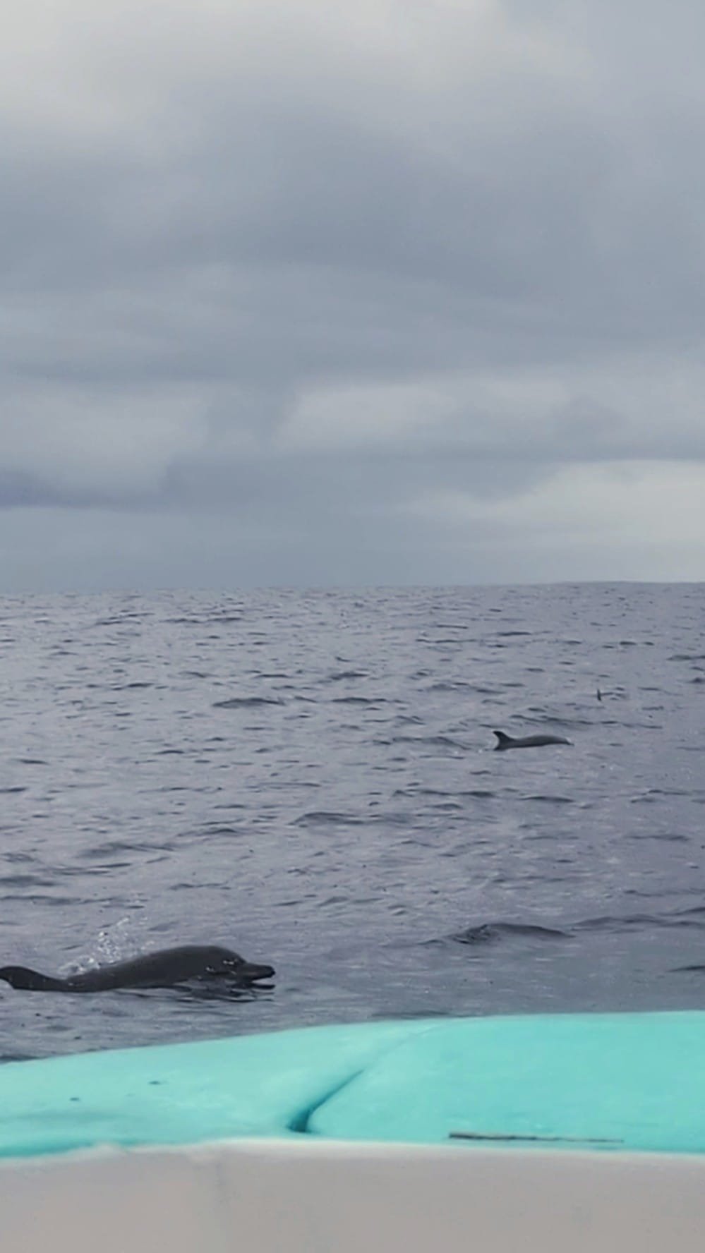 Dolphins at Caño Island