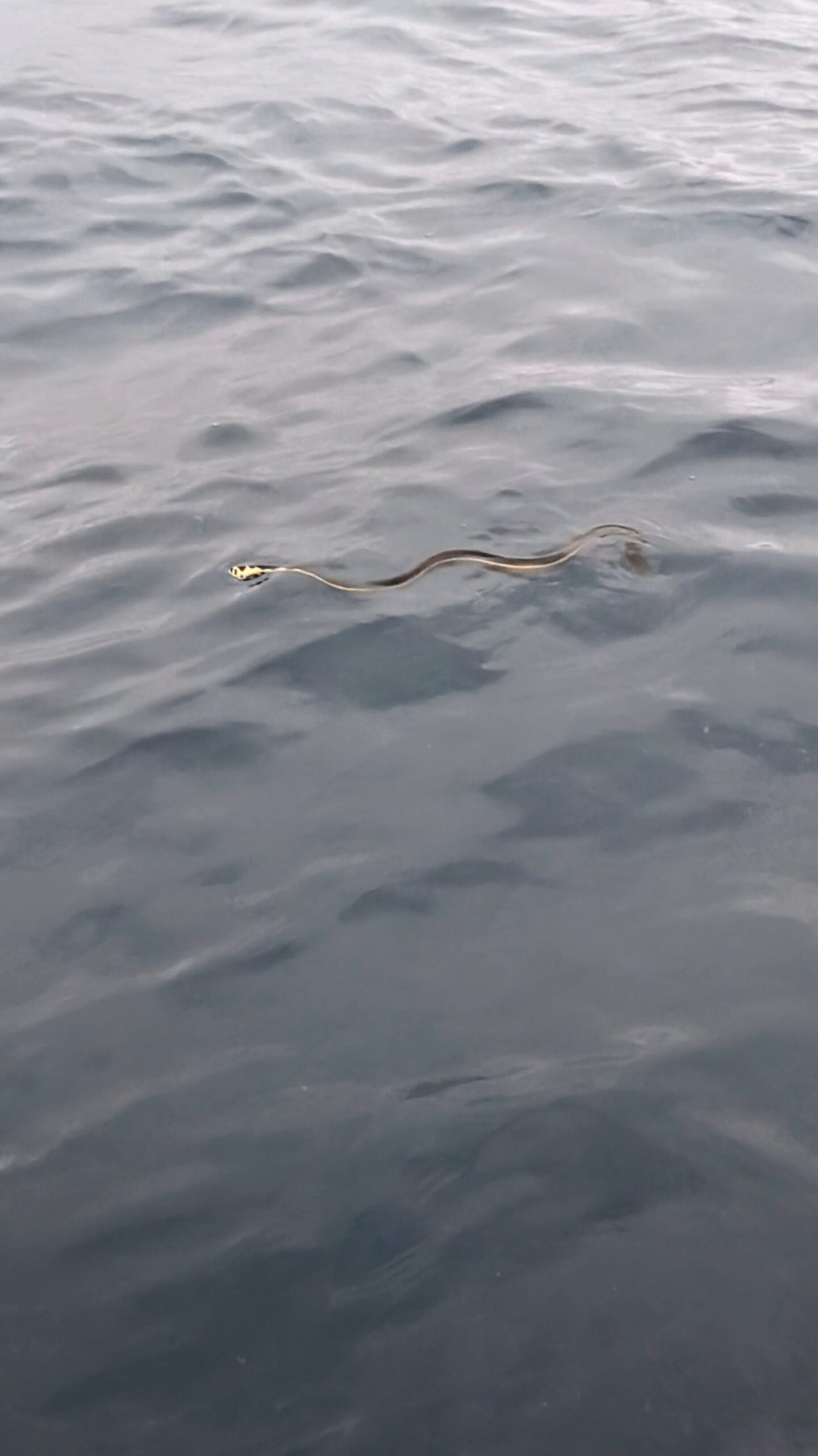 Sea snake at Caño Island