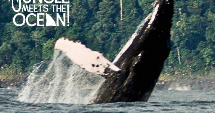 Destino Costa Rica Free Magazine