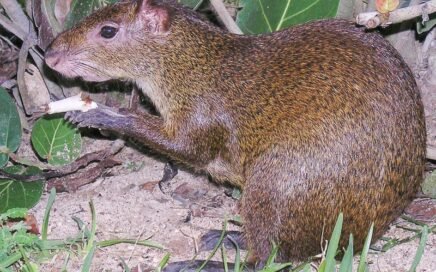 Agouti - LAS GUATUSAS TIENEN QUE SER FUERTES