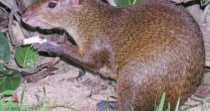 Agouti - LAS GUATUSAS TIENEN QUE SER FUERTES