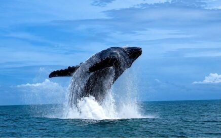 Whale and Dolphin Festival