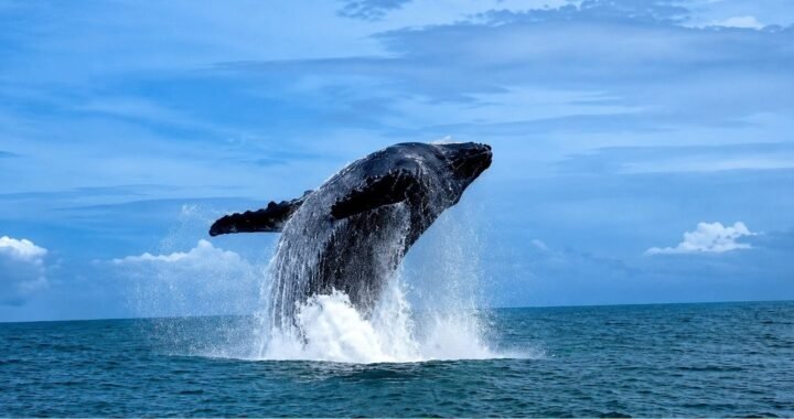 Whale and Dolphin Festival