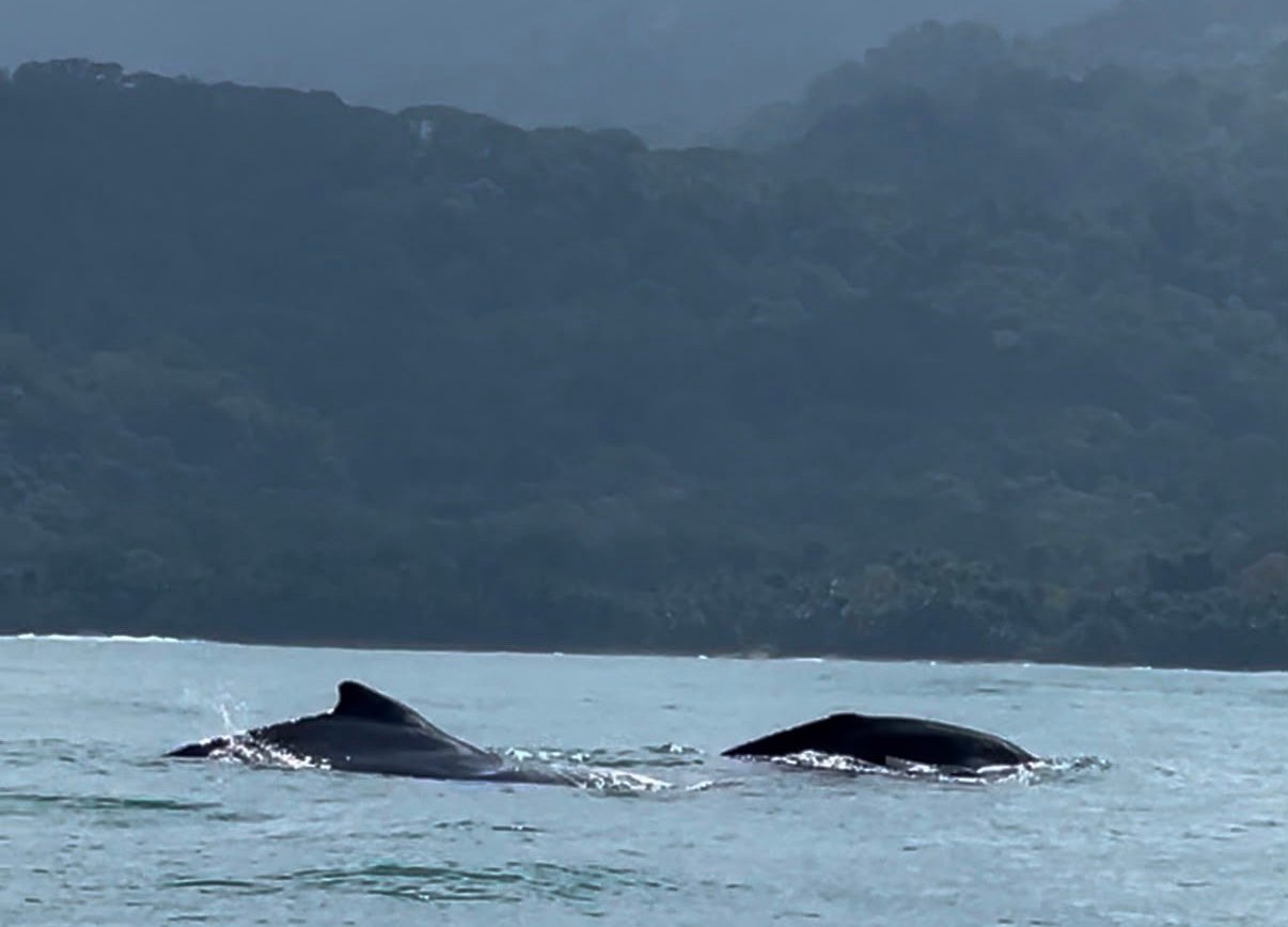 Costa Rica Free Magazine 102 whales season