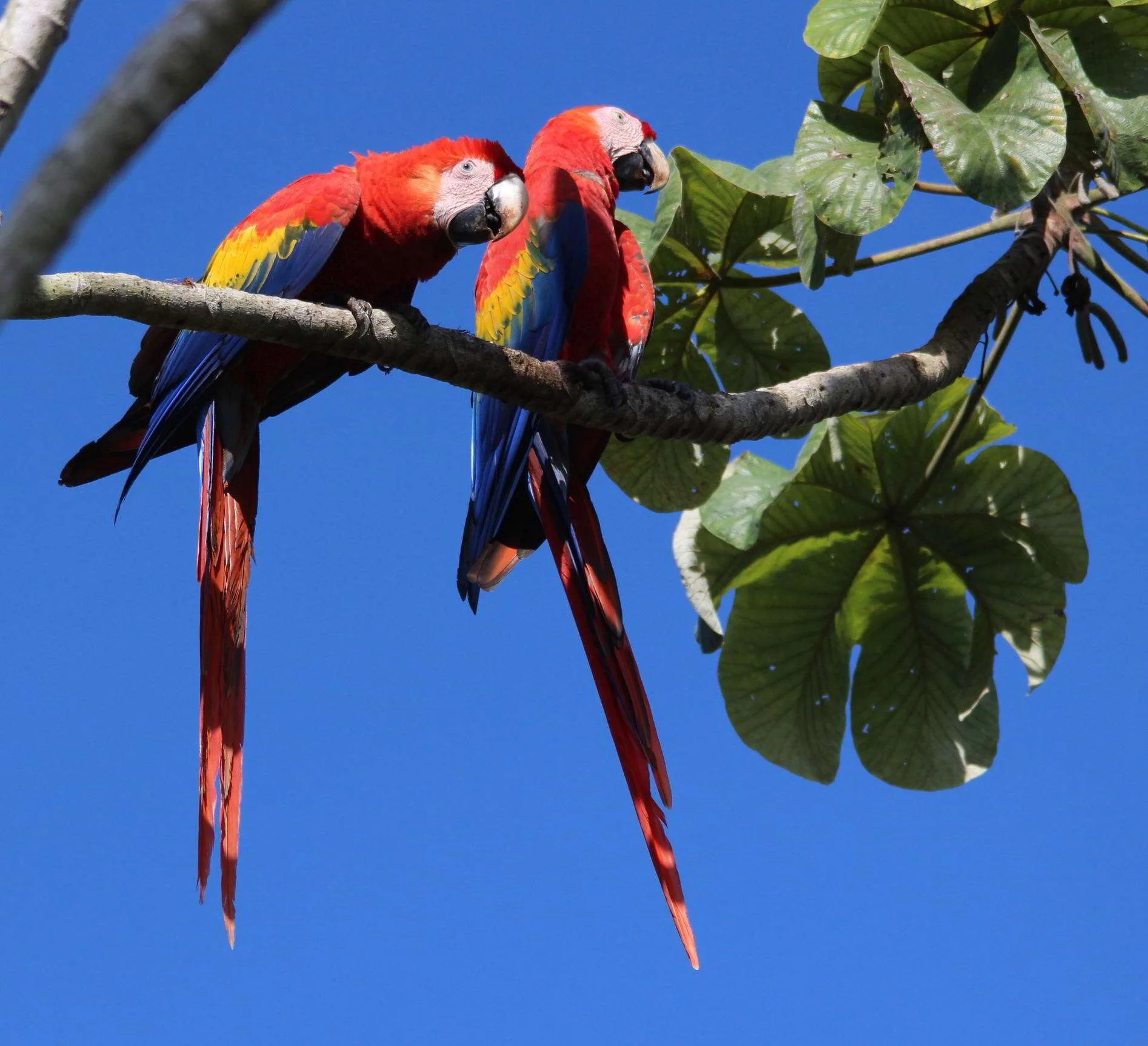 The Ara or Scarlet Macaws are the largest parrot in the world.