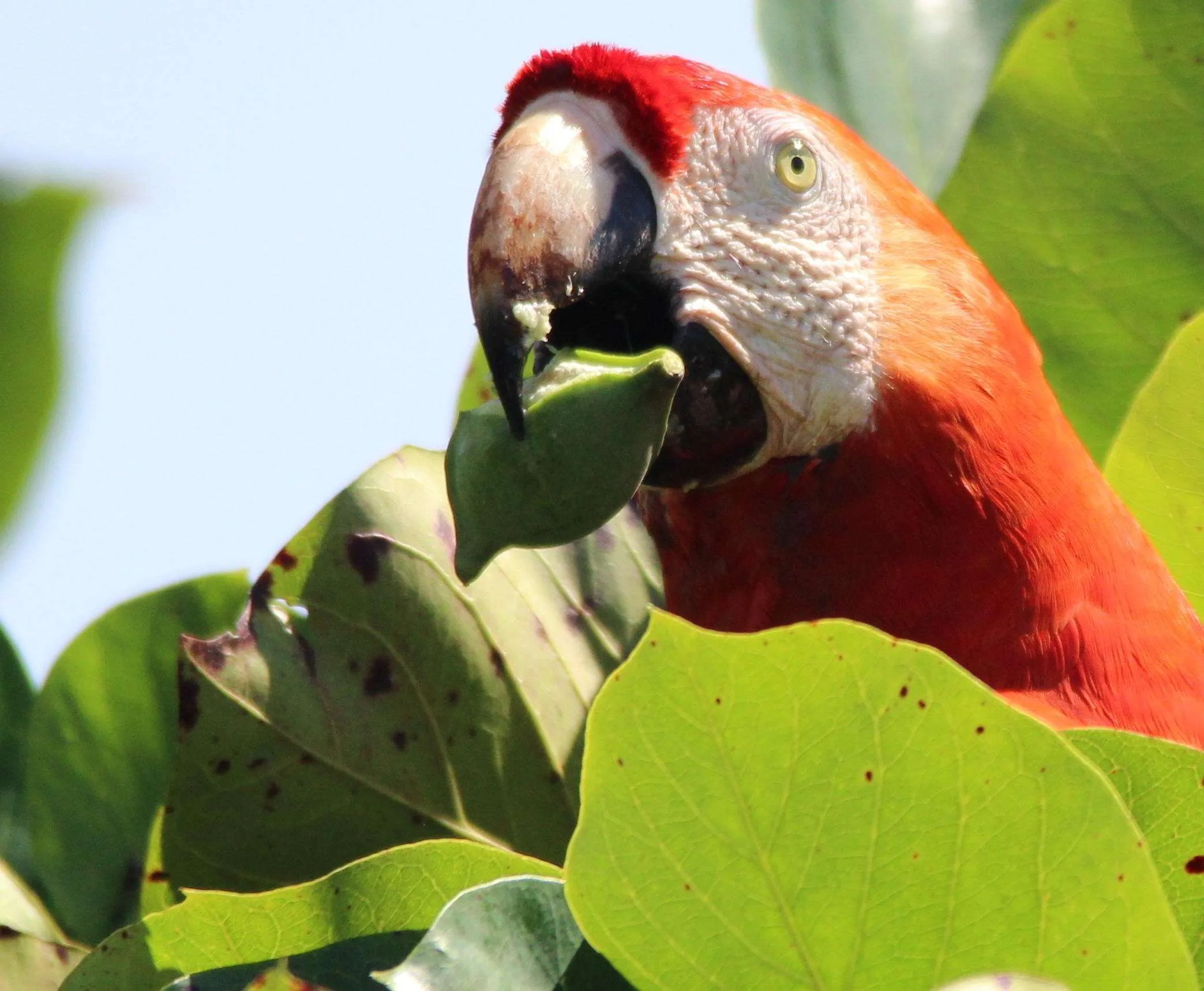la guacamaya o lapa, Sierpe de Osa un lugar muy especial para observar vida silvestre
