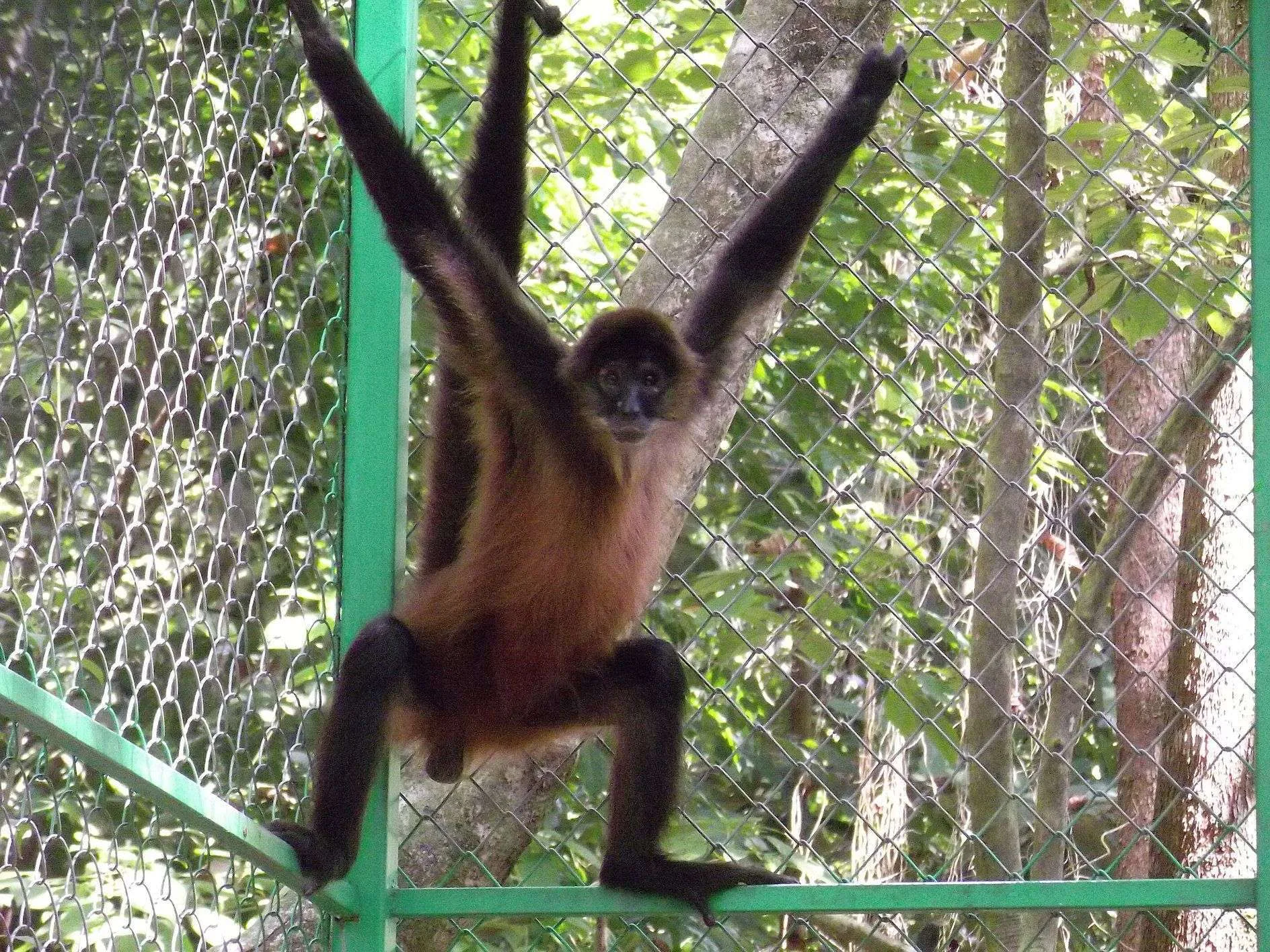 BT47 Chester and Festus 2