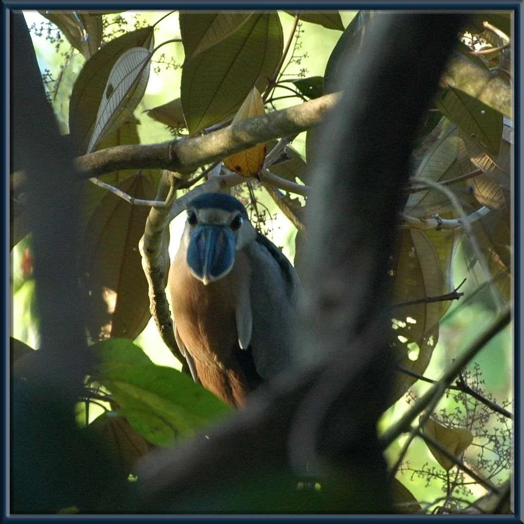Observación de aves en el área de influencia del Parque Nacional Marino Ballena.
