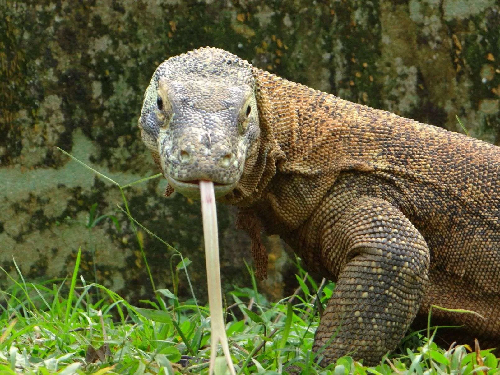 reptilandia reptiles park