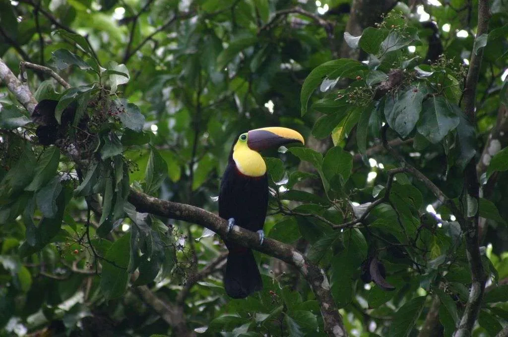 Chestnut mandibled toucan