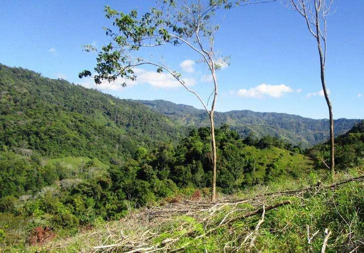 ID 17799 century21 ballena properties 4sale puravida costaballenalovers costa rica 5