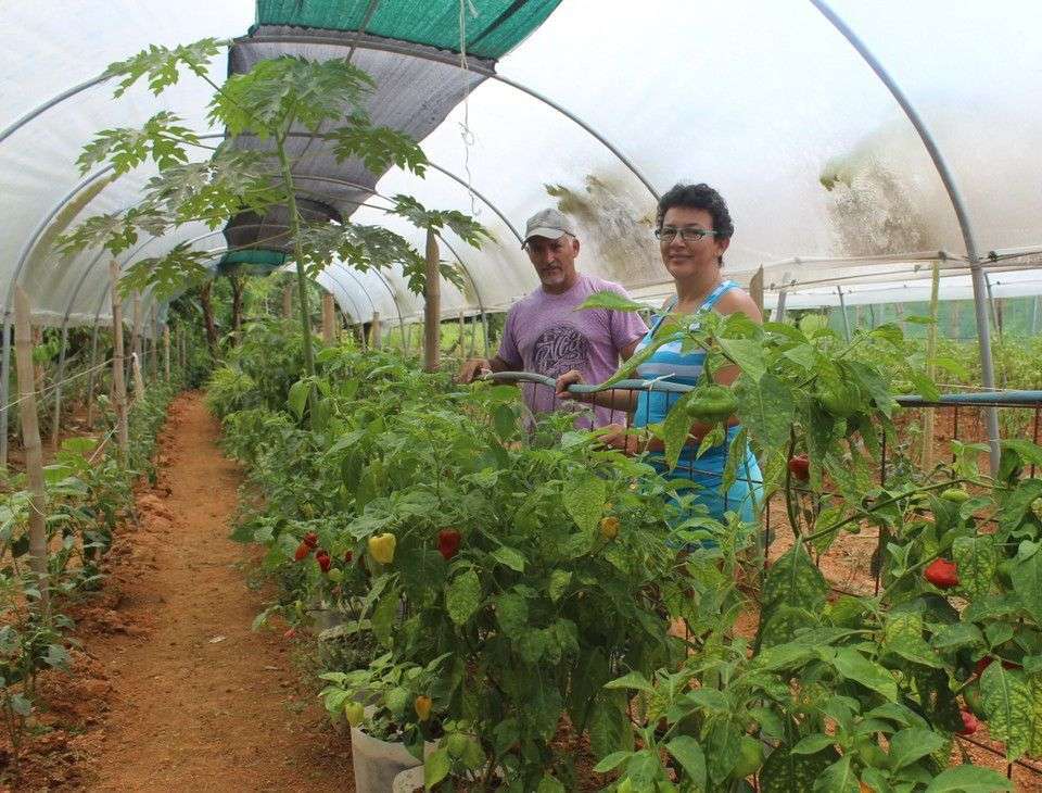 Ellos venden Salud en la Feria de Uvita con sus vegetales orgánicos