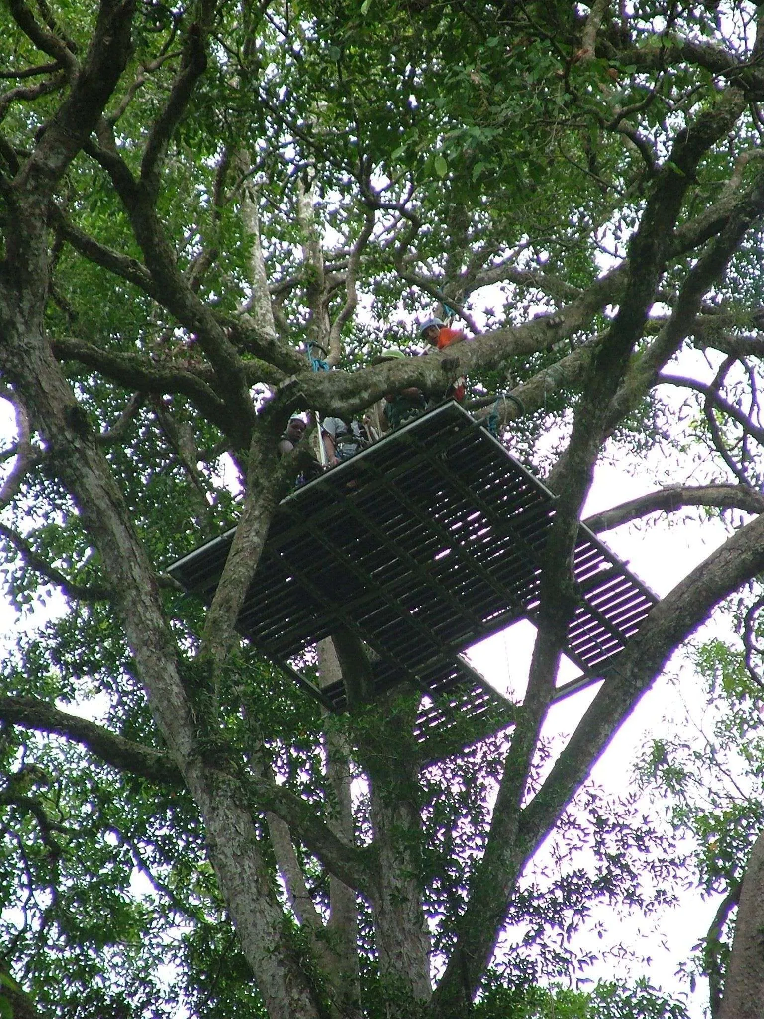 Plat Camaron 2507 009