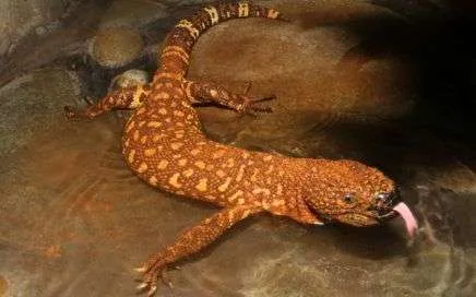 Reptilandia Park heloderma 1 7463