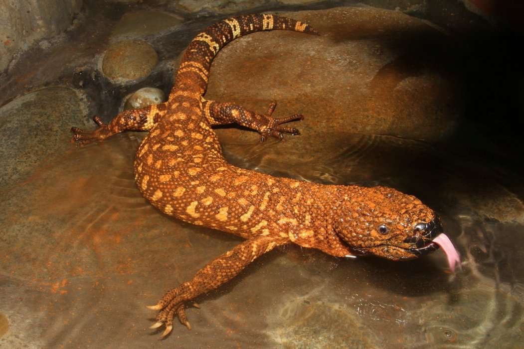 Reptilandia Park heloderma 1 7463