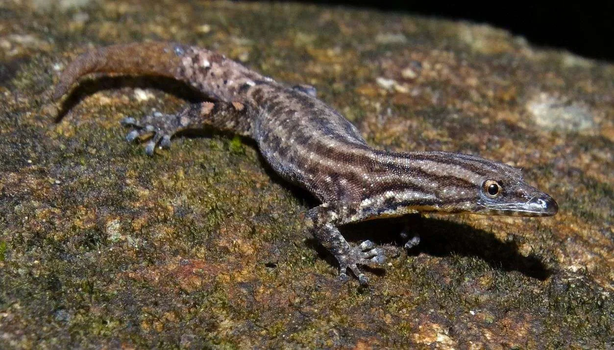 Sphaerodactylus graptolaemus 1
