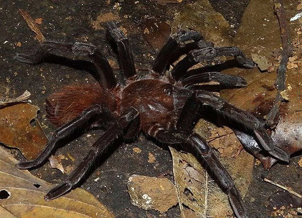 Tarantula Uvita Doc Frog