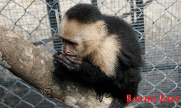 Alturas Wildlife Sanctuary Tour - Costa Ballena, Osa, Costa Rica