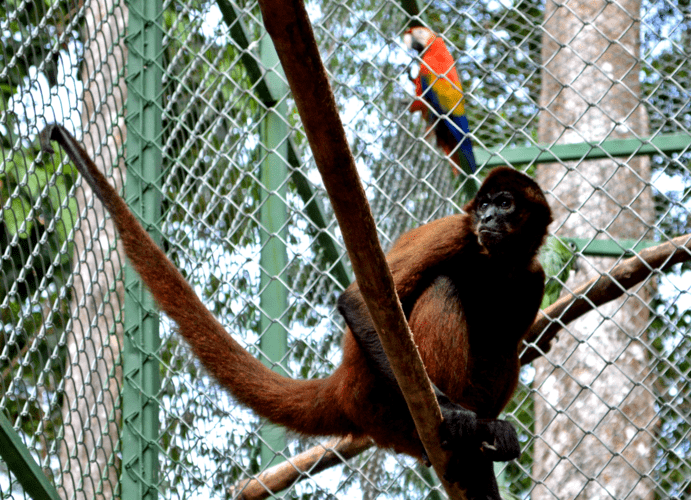 Wildlife Sanctuary in Osa 1