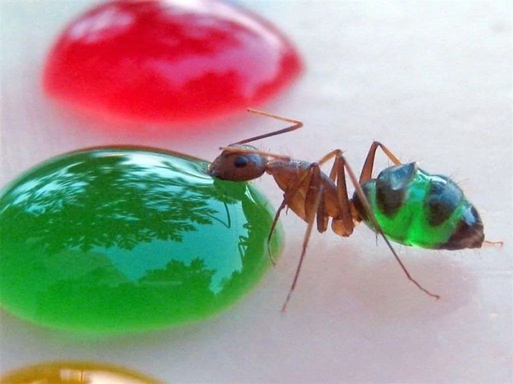 ants color food