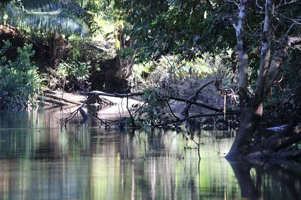 Wildlife Mangrove Tour on the Osa Peninsula Sierpe River