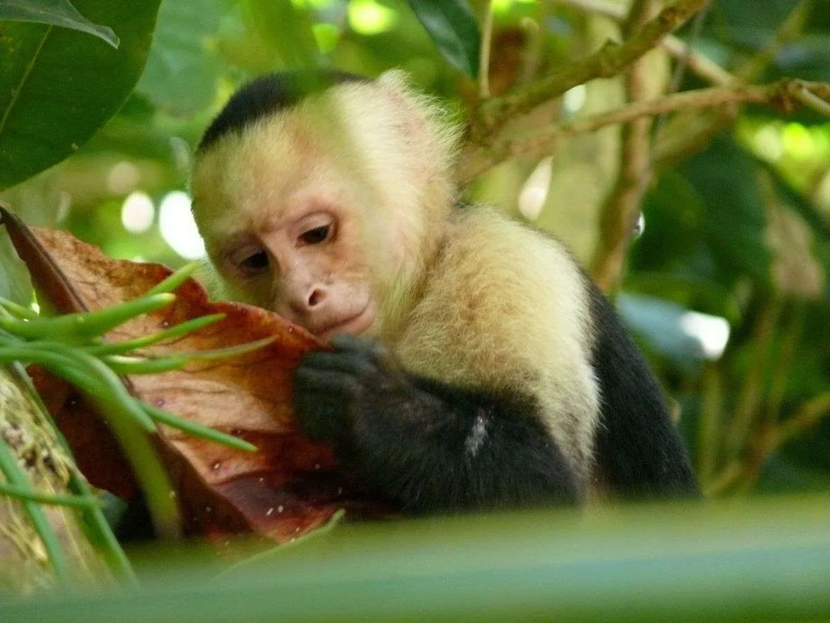 Environment & Wildlife, Sierpe in Osa, Costa Rica: Very Special for Sighting Wildlife!