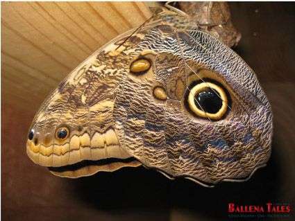 Mariposas búho en el Mariposario de Reserva Playa Tortuga! 1