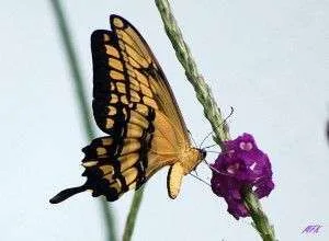 papilio thoas nealces21